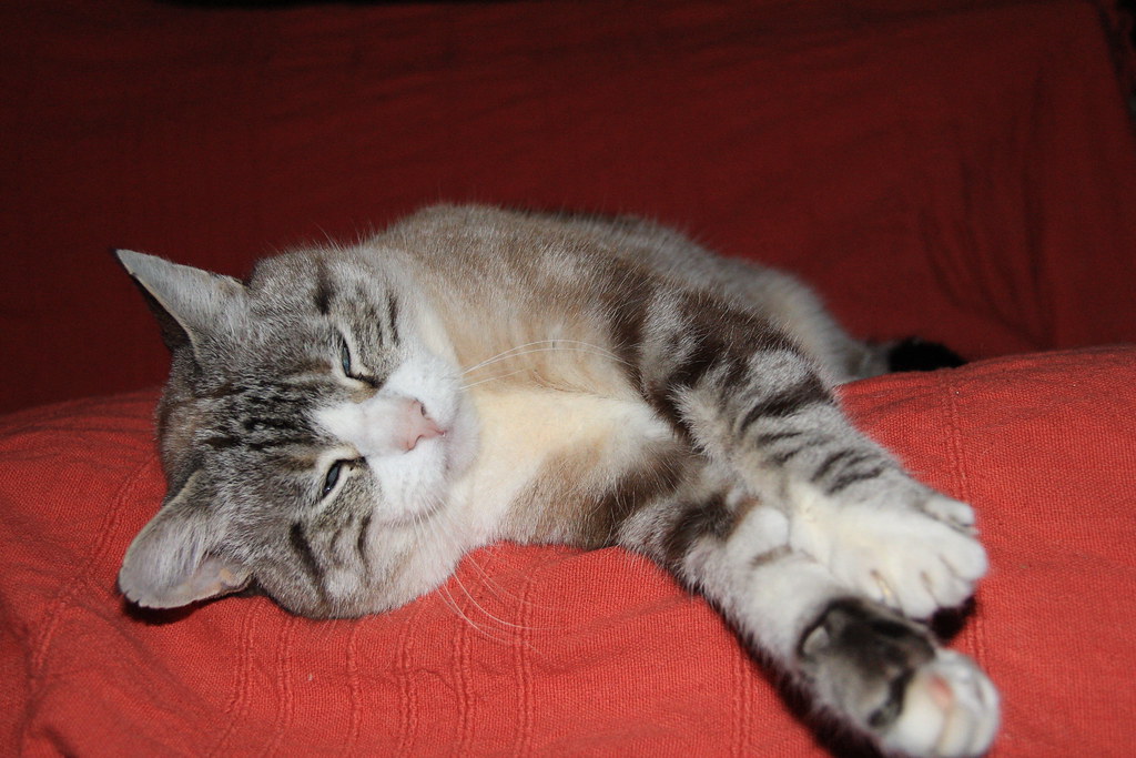 Chat IV Franz Flickr