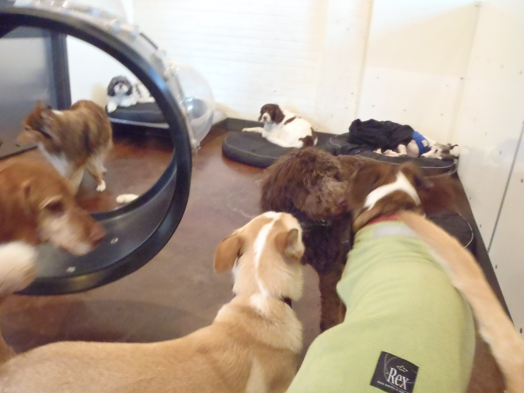 P3170094 Rex Dog Hotel + Spa Flickr