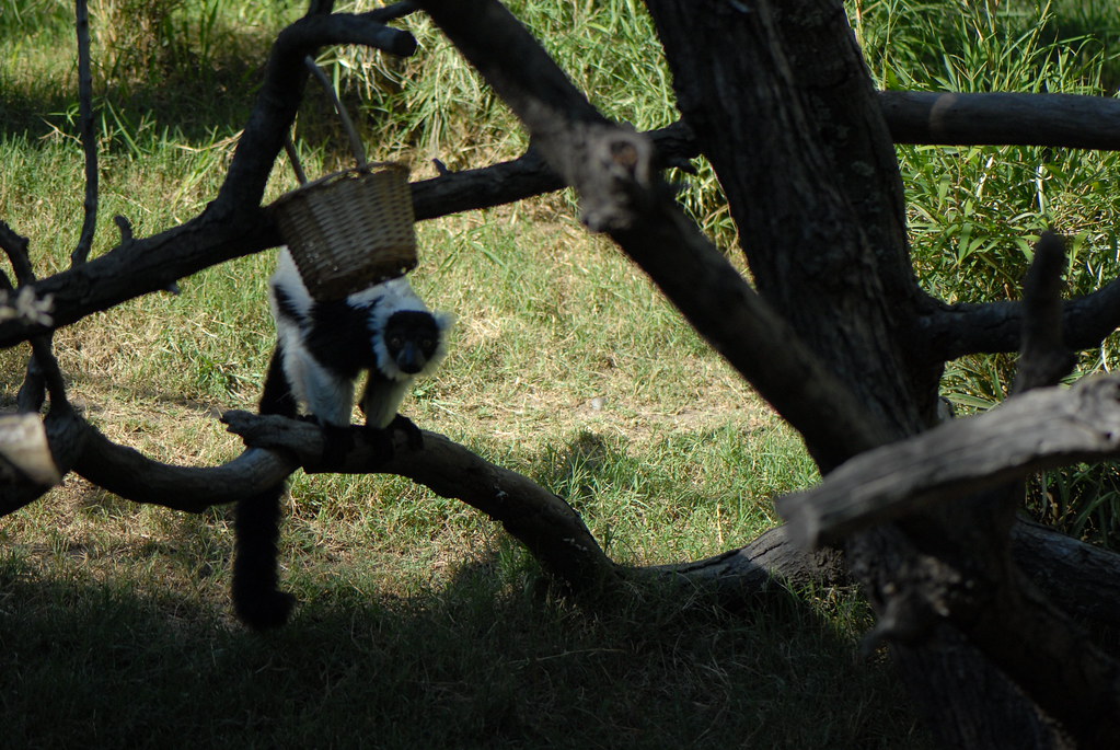 Micke Grove Zoo © All Rights Reserved. javame Flickr