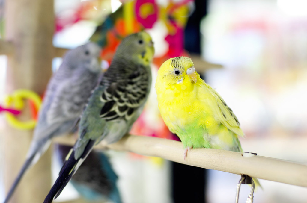 Parakeets at Petco Columbus, Ohio Dianna Williams Flickr