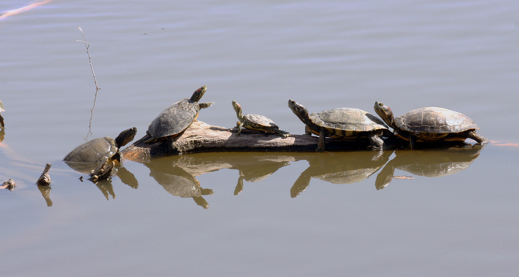 Turtle Convention; Albuquerque, NM, Rio Grande Nature Cent… Flickr