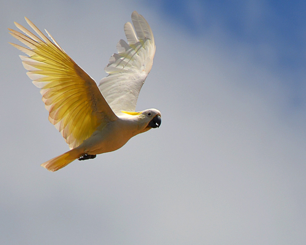 Sulphur Crested Cockatoo 1 Iconic Aussie bird noisy and … Flickr