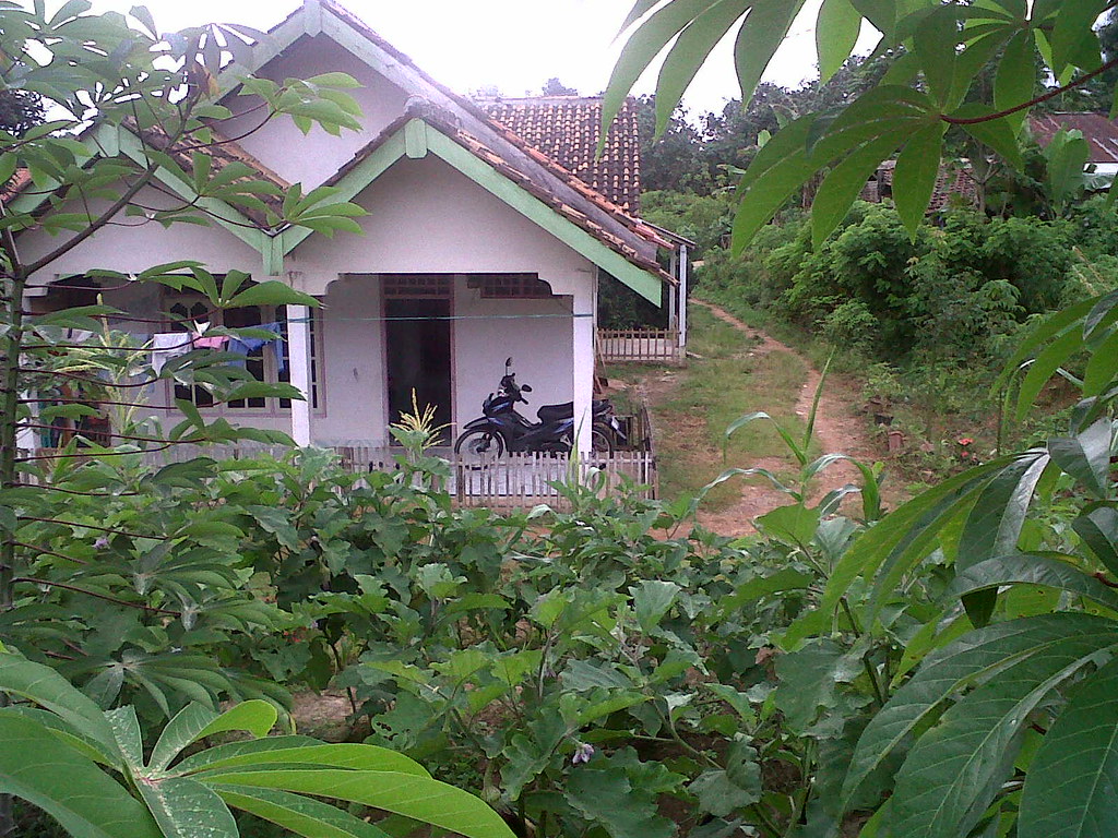 KEBUN SAYUR DI HALAMAN RUMAH Saipul Bahri Flickr