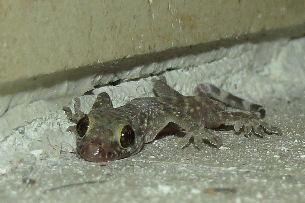 Ancona, Marche, Italy Gecko Geco 3 by Gianni Del Bufa