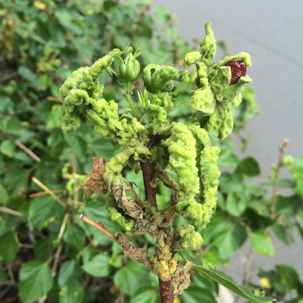 Hibiscus Erineum mites injury a photo on Flickriver