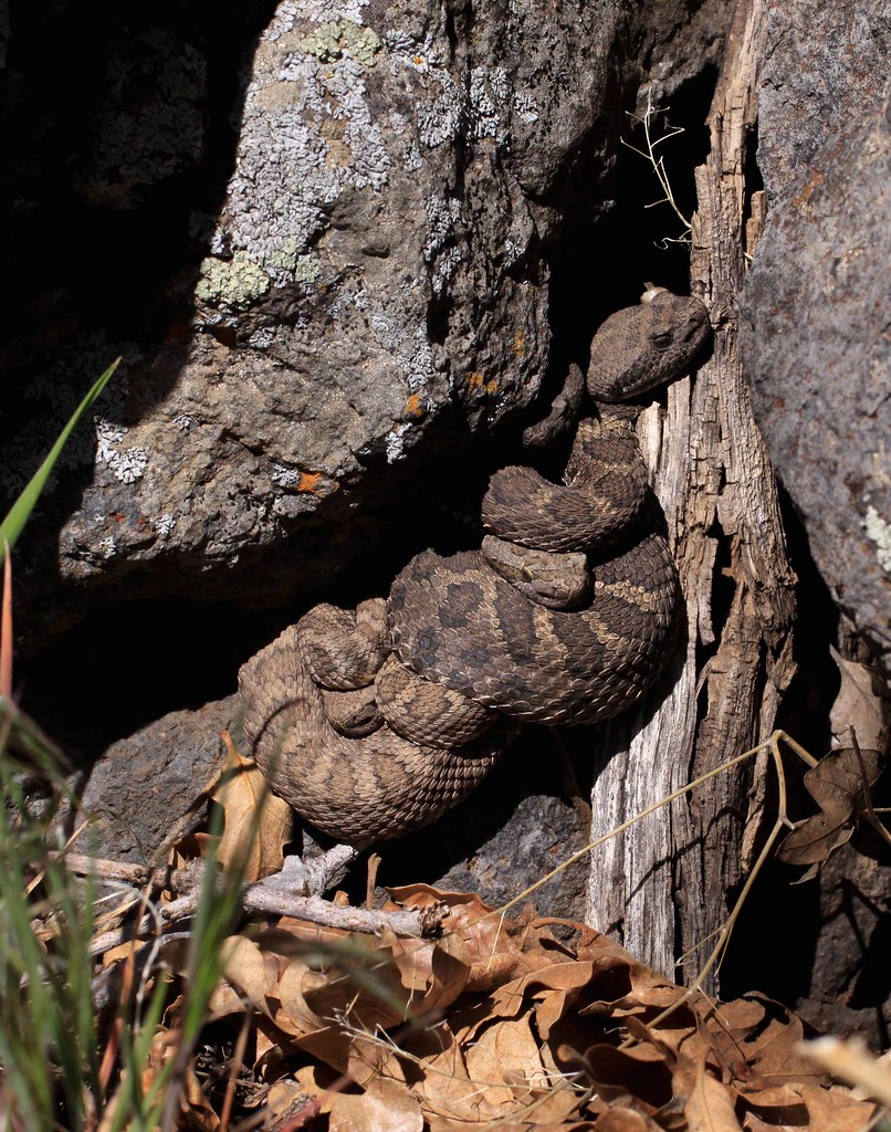 8888.1_Crotalus cerberus Sibling females. Rich Flickr