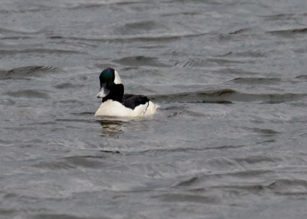 Bufflehead Bufflehead smallest diving duck in North Ame… Flickr
