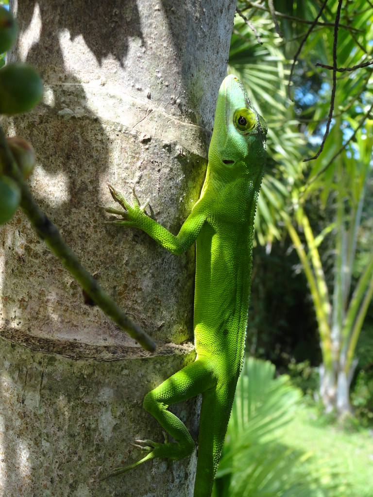 Anolis cuvieri (Puerto Rico giant lizard) female Puerto Ri… Flickr