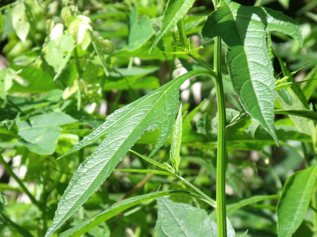 Jackass Bitters Oschwald Professor Cox Flickr