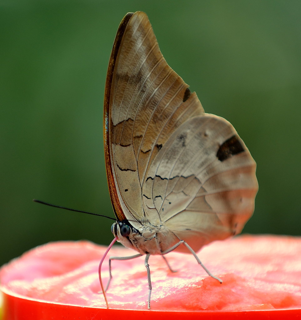 Rare Margarine Fly.. Happy At Last Flickr