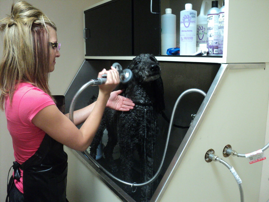 Grooming 2 Arizona Pet Vet Flickr