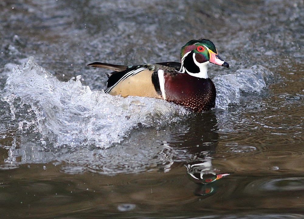 Wood Duck Landing Len jellicoe Flickr