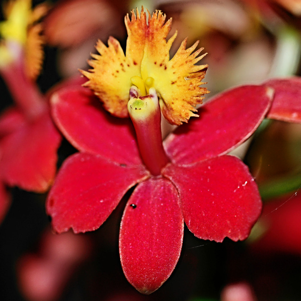 Star Orchid, Reedstem Orchid (Epidendrum hokulea Taken at… Flickr