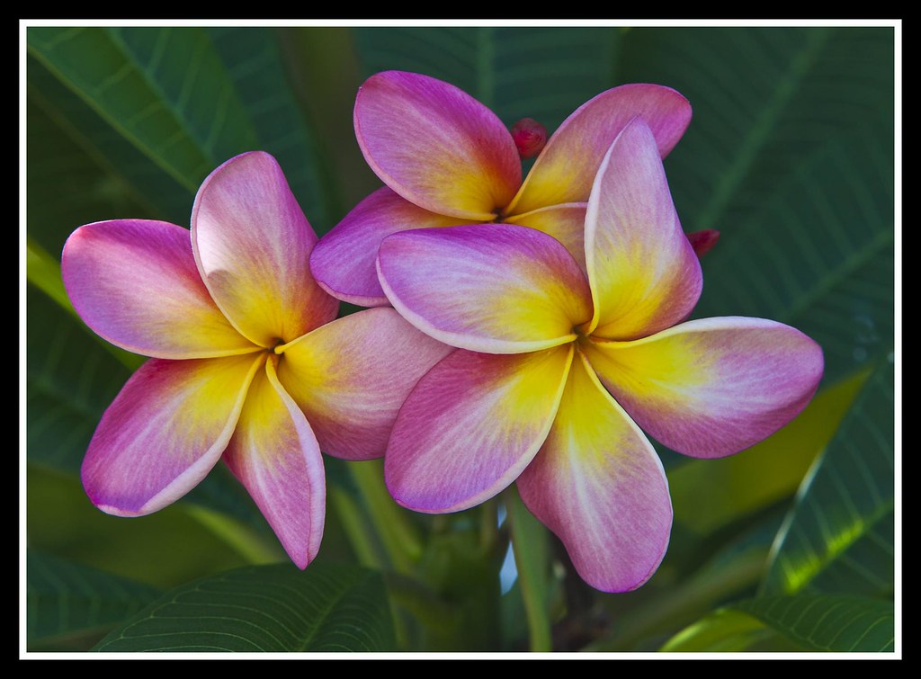 Frangipani still blooming in March20121= Frangipani still… Flickr