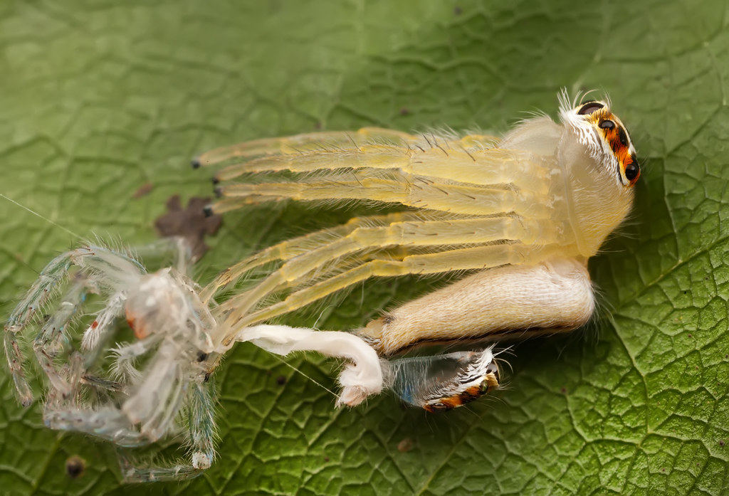 Jumping spider molting 3 Terrence Kiernan Flickr