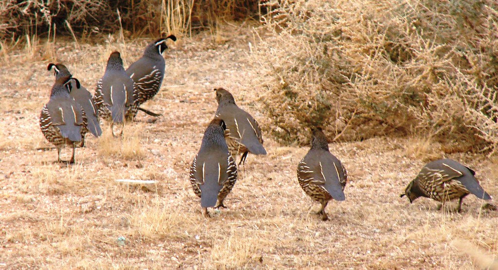 California Quail The California Quail (Callipepla californ… Flickr