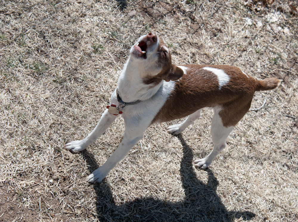 Dog, Barking I can hear her bark when I see this image. Dagny Gromer Flickr