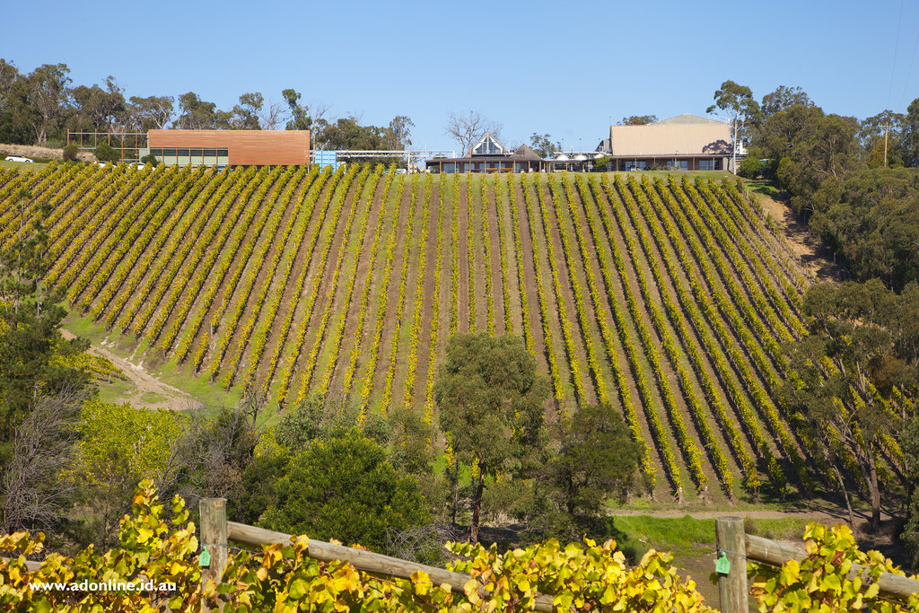 Coldstream Hills A view of Coldstream Hills vineyard in Co… Flickr