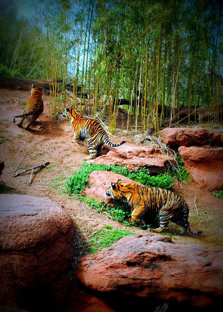 Playful Tiger Cubs Taken at Oklahoma City Zoo. sarakwhit Flickr