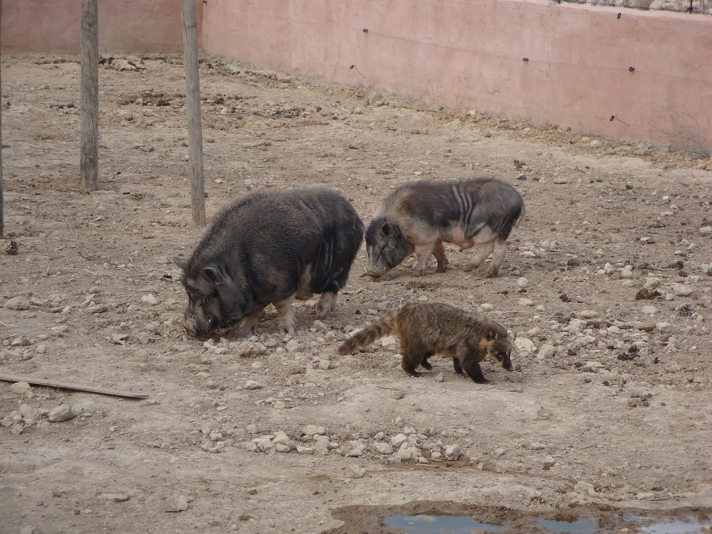 Restaurante en Tarragona Mas de Teret Mini Zoo NATURALEZ… Flickr
