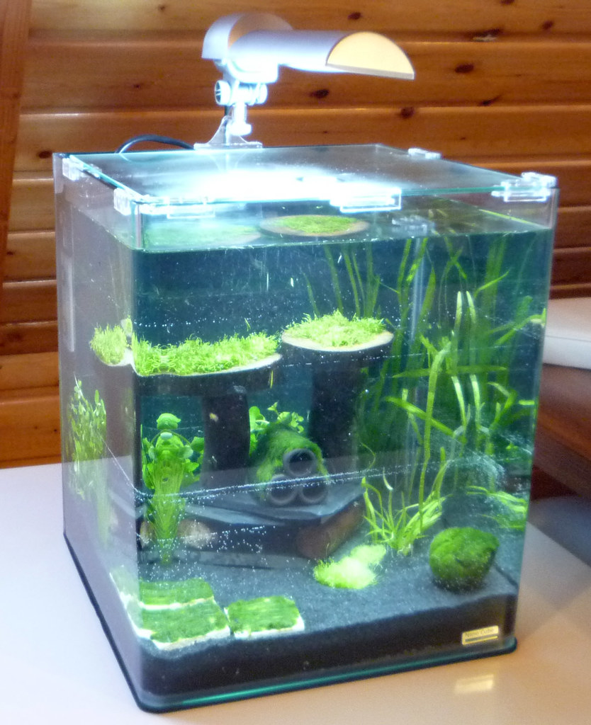 How To Set Up And Maintain A Nano Aquarium