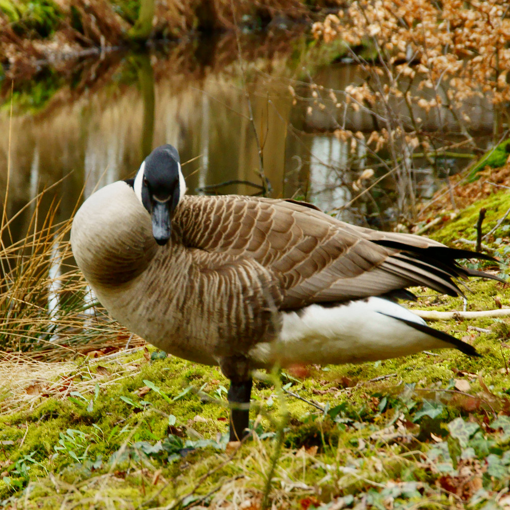 Canadian goose Country estate Nienoord, Leek, The Netherla