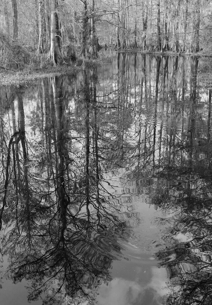 Elevation of Cherry Creek Dr, Mandeville, LA, USA Topographic Map