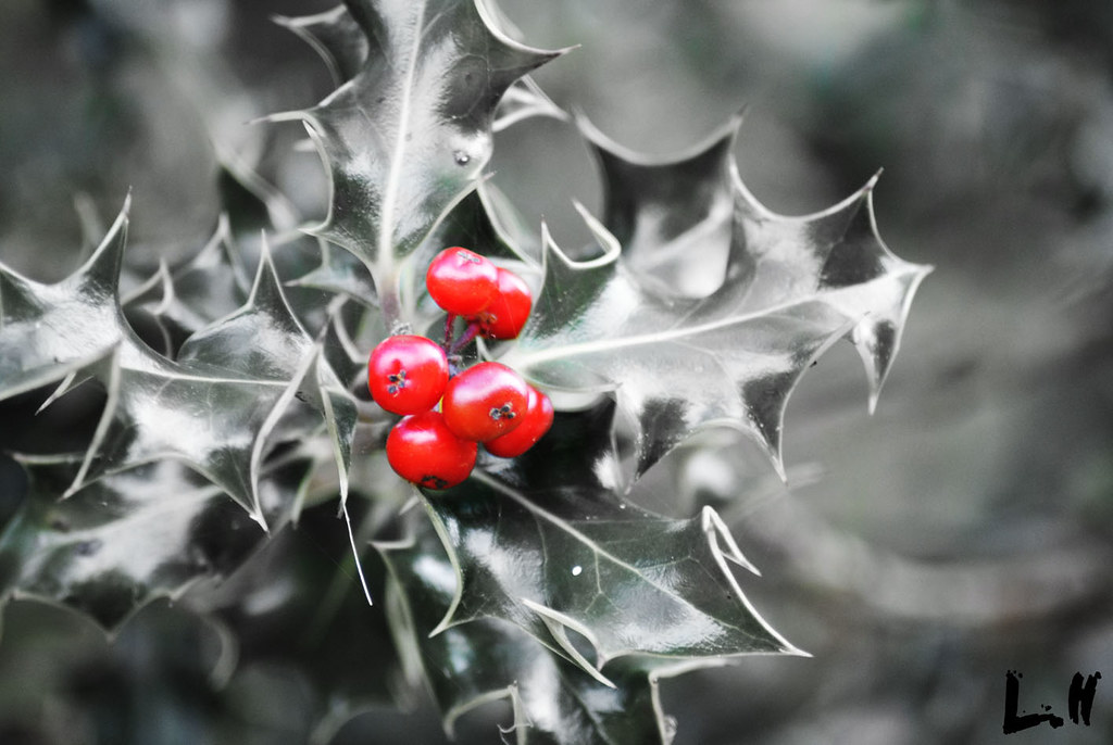 Holly + Berries Pictures of holly leaves and berries put i… Flickr