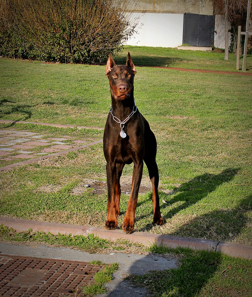 What Is A King Doberman