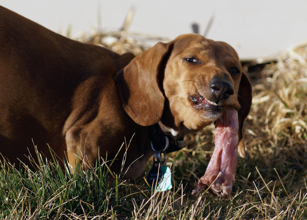 Crunch! Treasure the Dachshund eating a raw turkey neck. M… Flickr