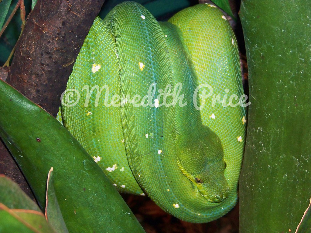 Green Tree Python A Green Tree Python at the Brookfield Zo