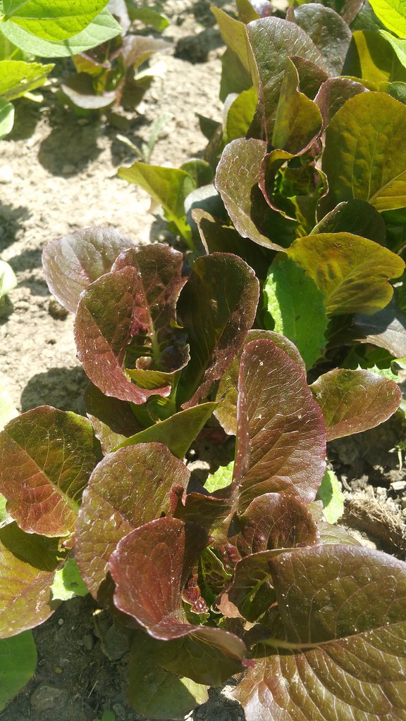 Pandero lettuce isn't doing as well as Lovelock or Magenta… Flickr