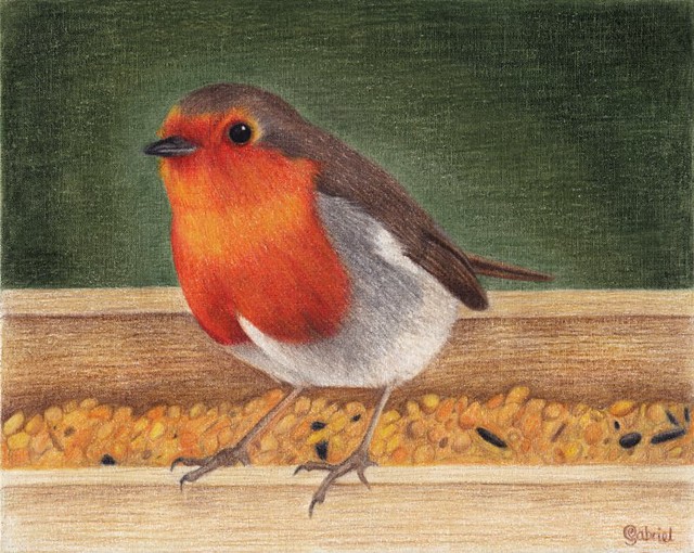 Red Robin finished 8" x 10" Coloured pencils on watercolou… Flickr