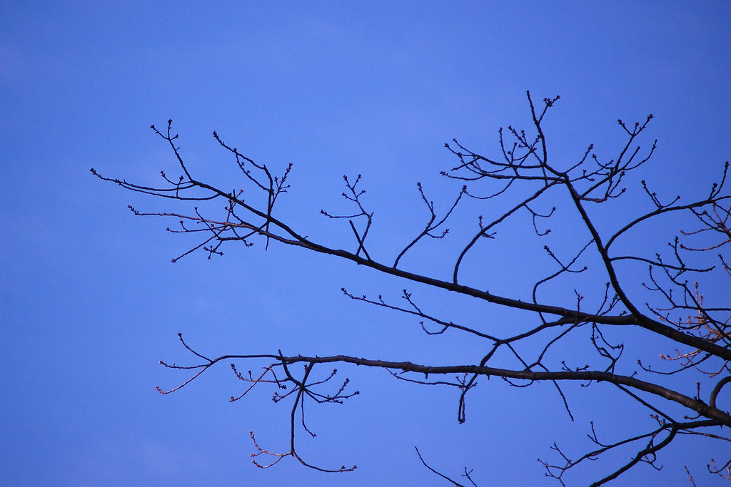 Budding Oak Tree My camera has been fixed and returned by … Flickr