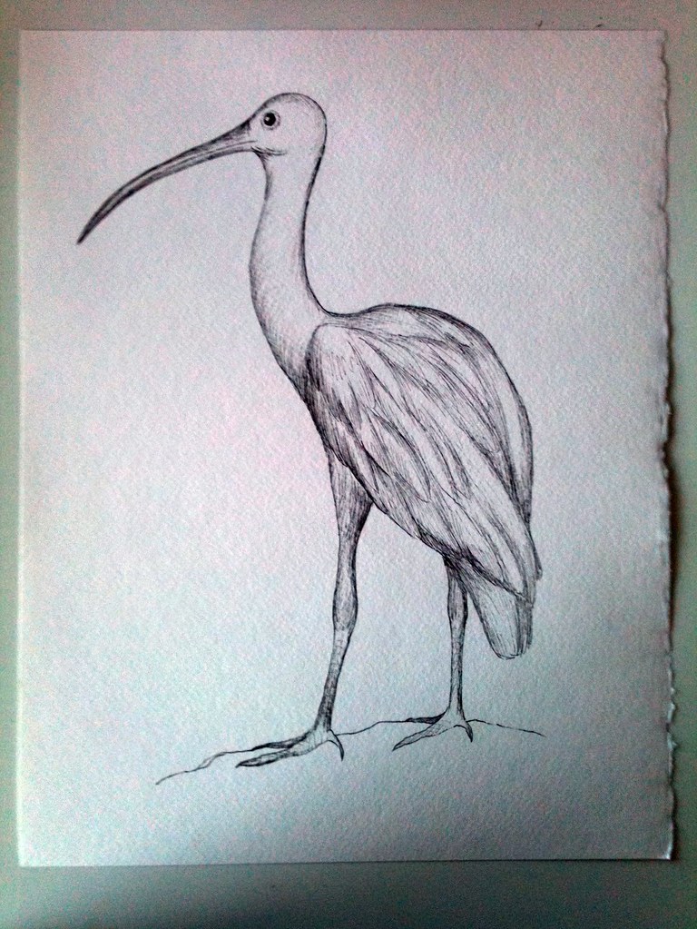 Scarlet Ibis drawing Here's the drawing of the Caribbean S… Flickr