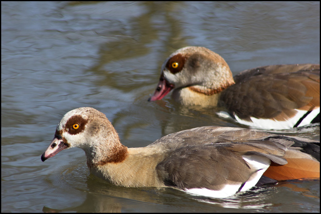 Egyptian geese In their tropical African home Egyptian gee… Flickr