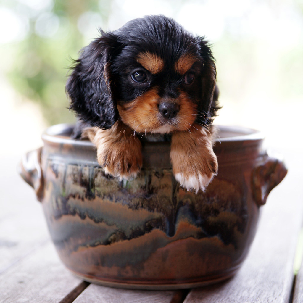 Black & Tan Cavalier Puppy Black & Tan Cavalier King