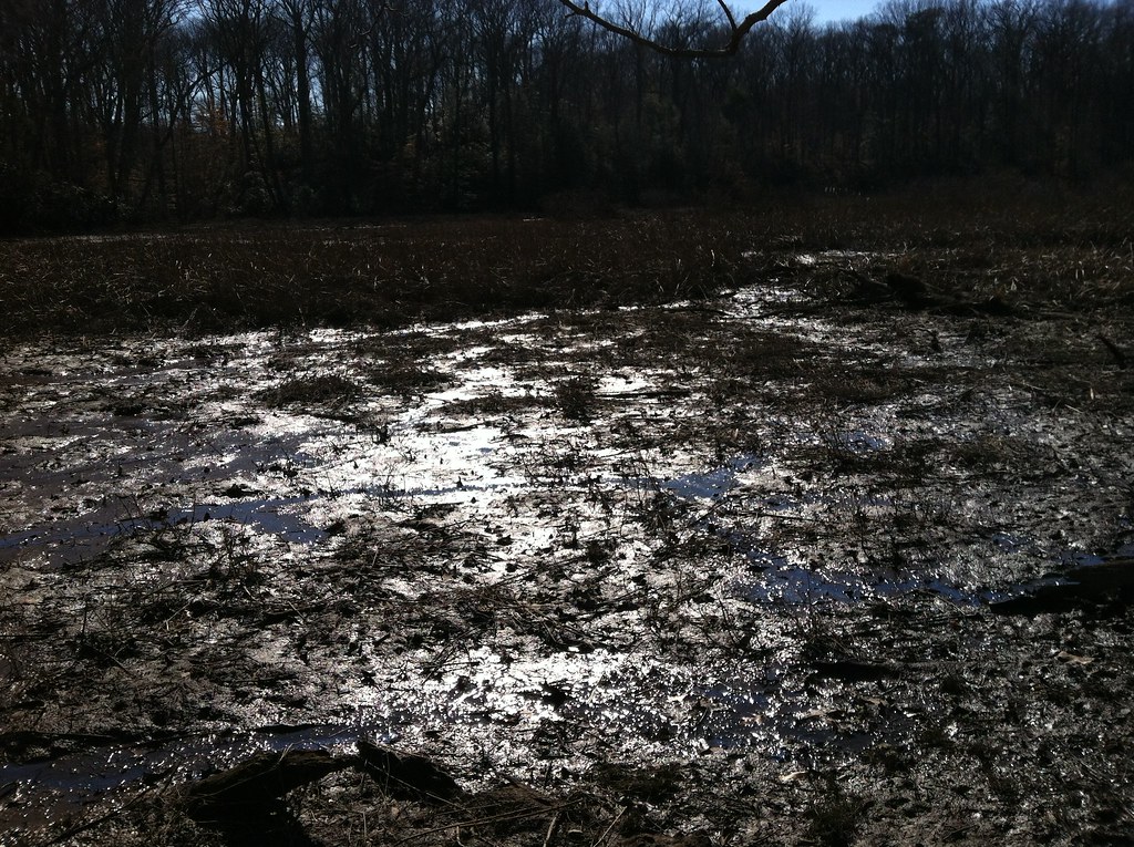 Mason Neck National Wildlife Refuge The swamp looks partic… Flickr