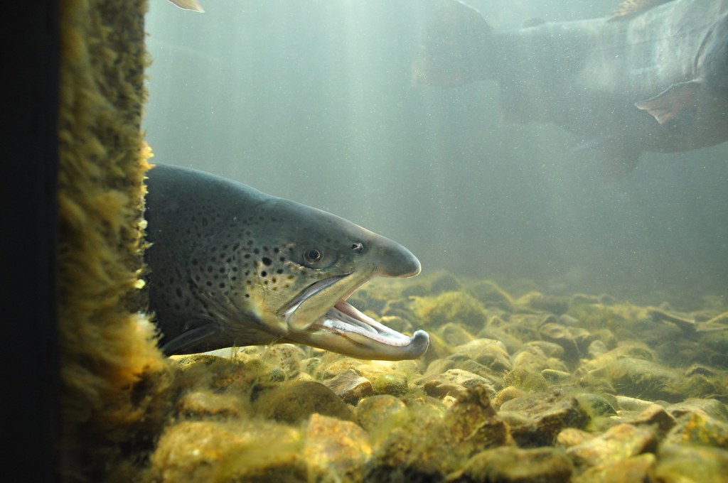 Missouri Fish Hatchery Flickr