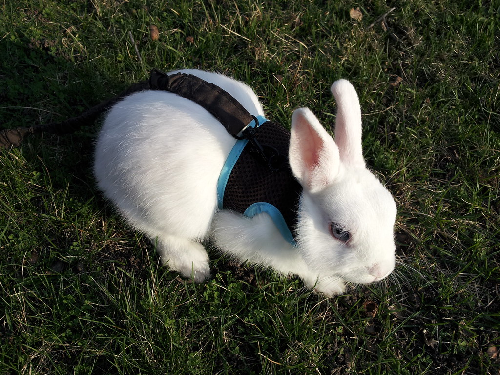 Bunny outside Winter on her harness csicloud83 Flickr