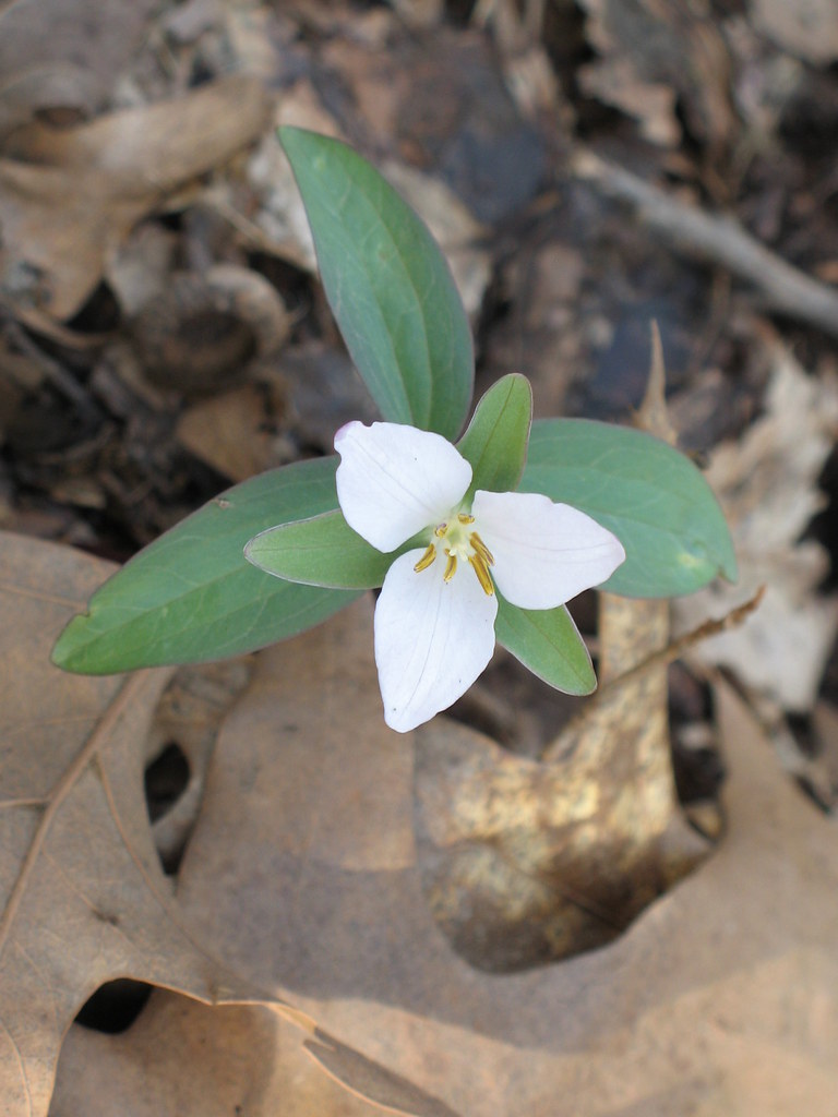 Trillium Little Trillium Trillium pusillum Tim Martin Flickr