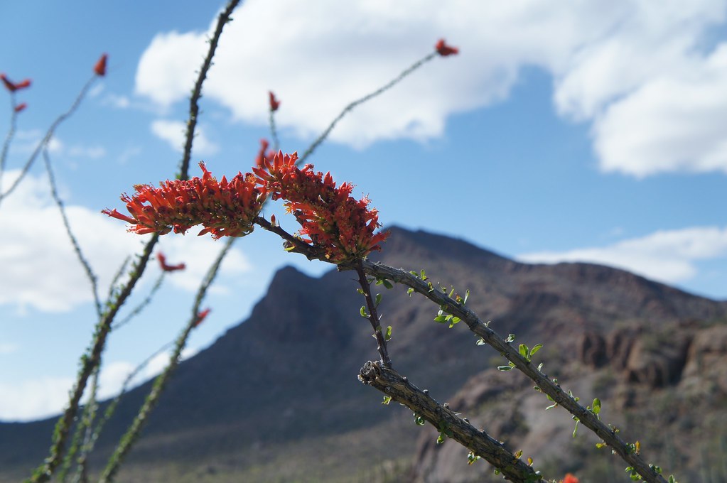 Ocotillo Bloom Denny Armstrong Flickr