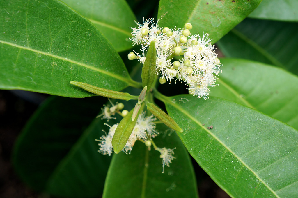 Pimenta dioica (allspice) Pimenta dioica (allspice), acces… Flickr