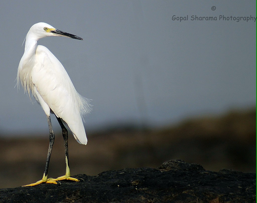 Mumbai birds clicks Flickr