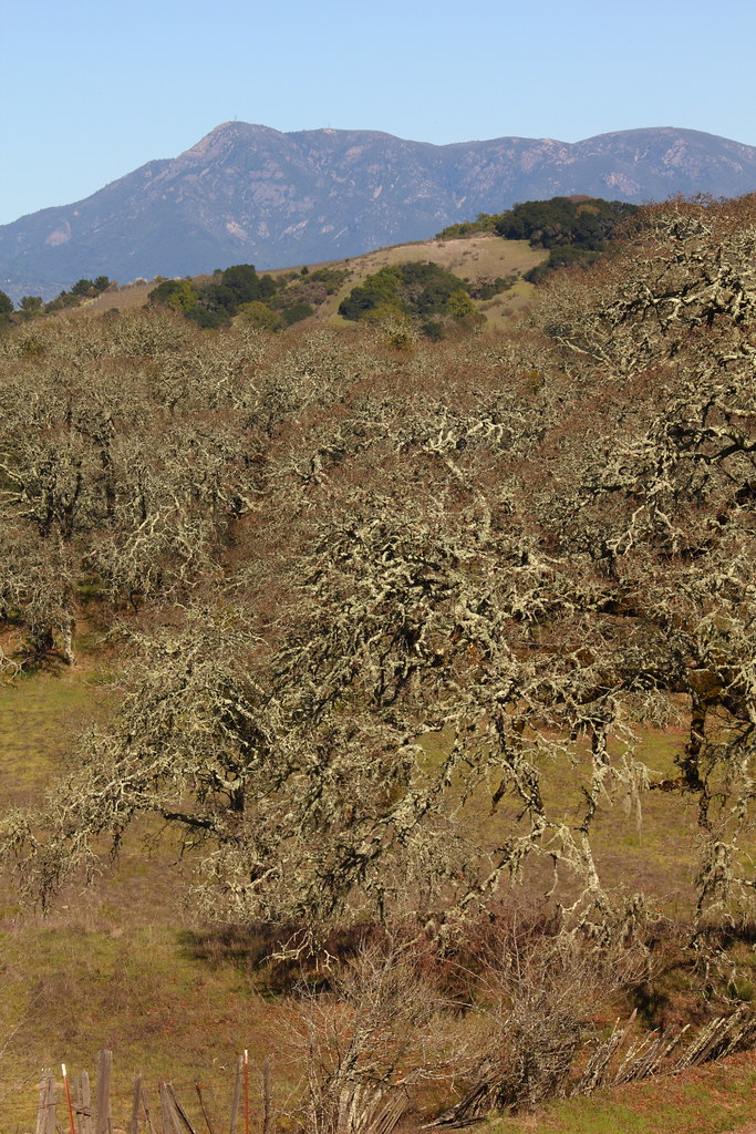 Mount St. Helena and Oaks from Foothill Park Windsor 2 Flickr