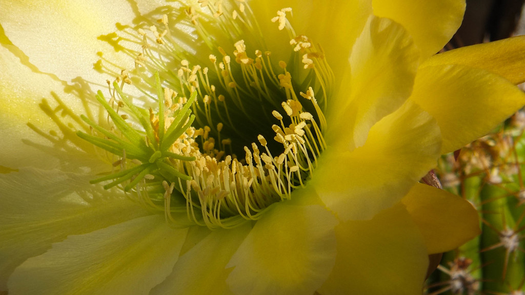 Yellow Cacti Flower Location San Tan Valley, Arizona USA