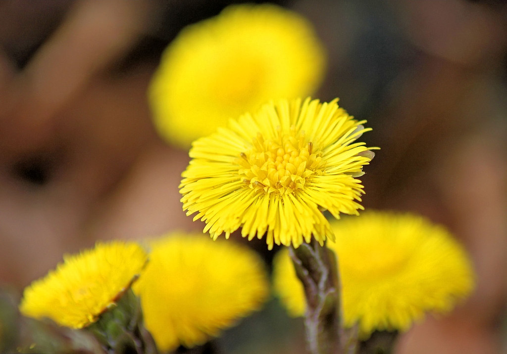 Coltsfoot Growing in our front garden with some other flow… Flickr
