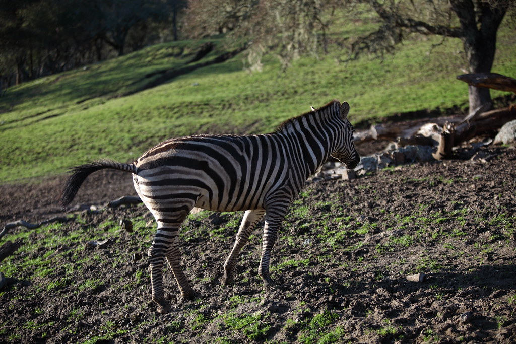 zebra poop! Aki Sasaki Flickr