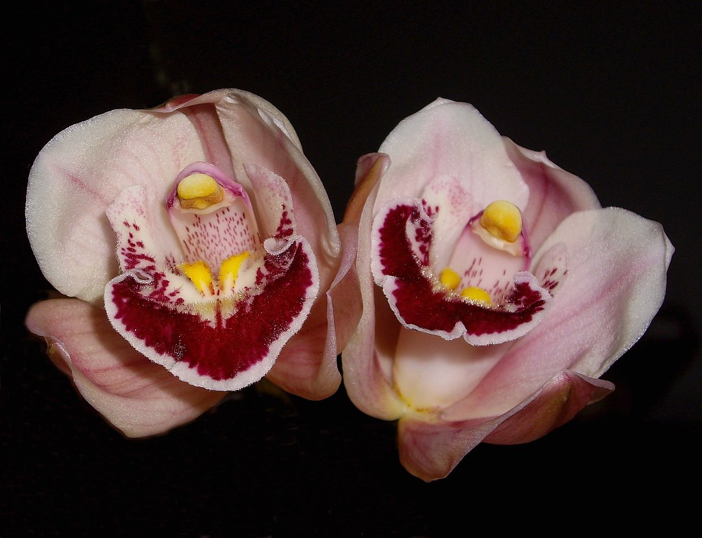 Cymbidium Flowers Flushing, NY February 27, 2012 Jay Koolpix Flickr