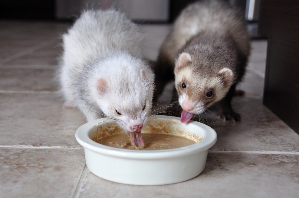 Ferret tongues 52 weeks of ferrets (9/52) Chi realllyyyy … Flickr